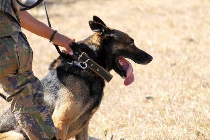 complete k9 training
