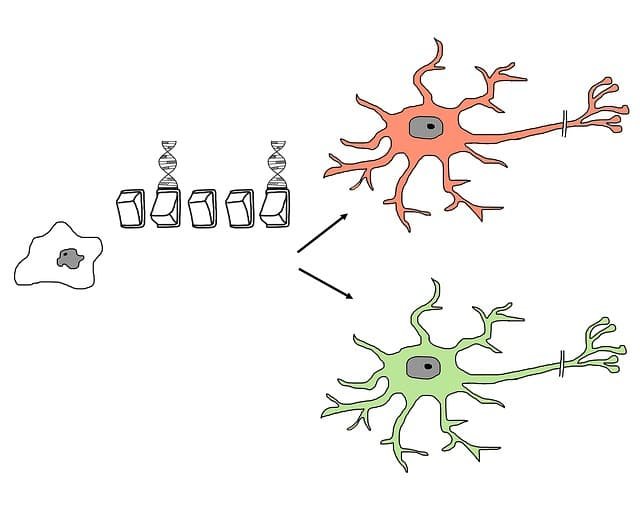 Stem Cell Therapy