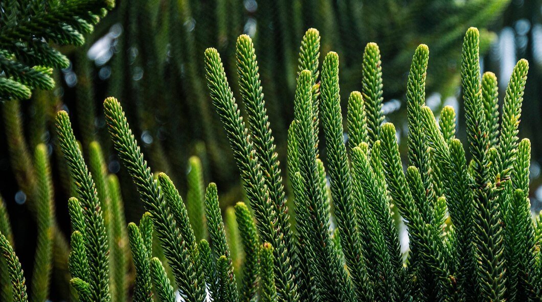 Norfolk Island Pine